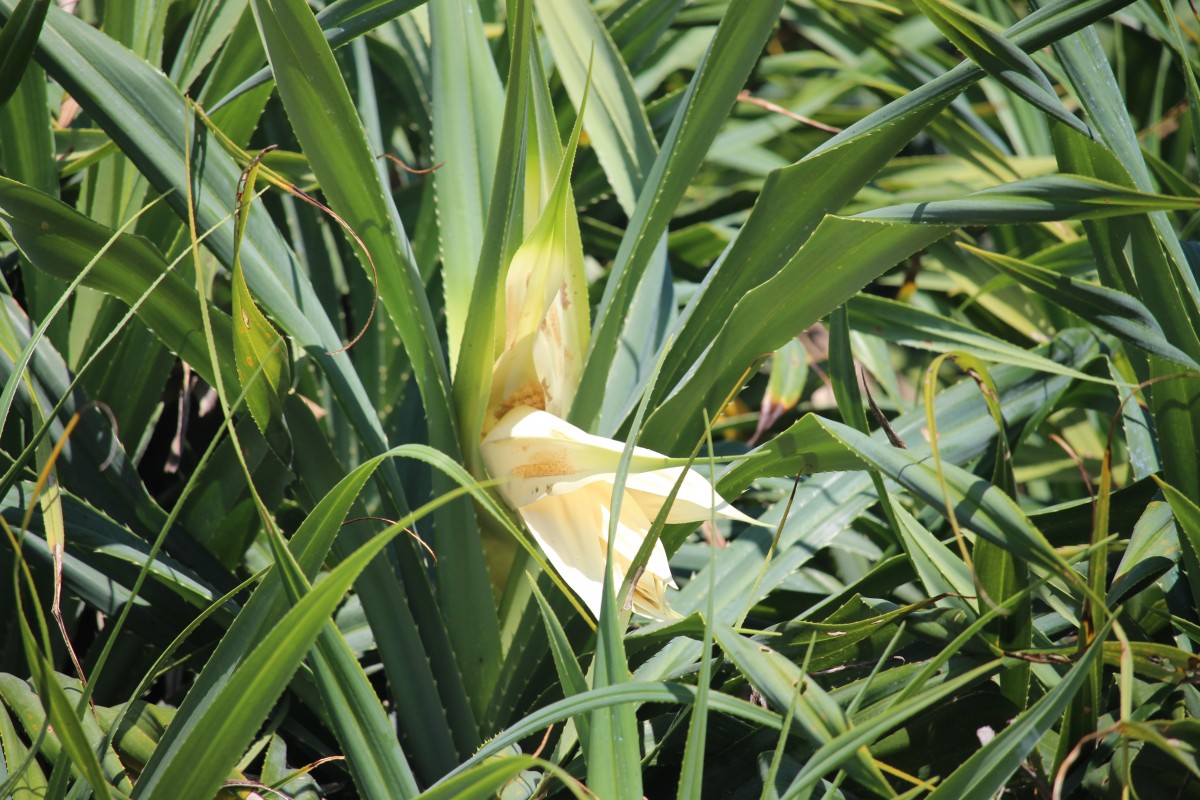 Pandanus odorifer (Forssk.) Kuntze